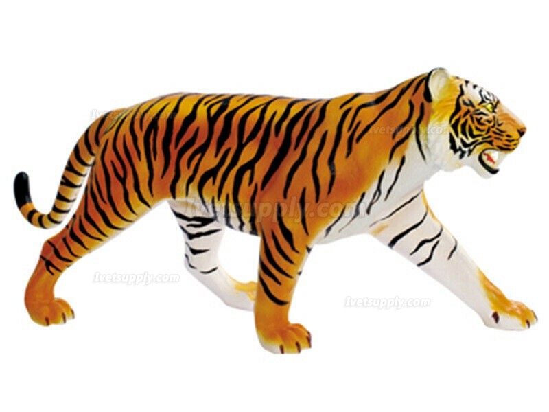 Tiger Anatomy Science And Education Assembled Model Teaching Model